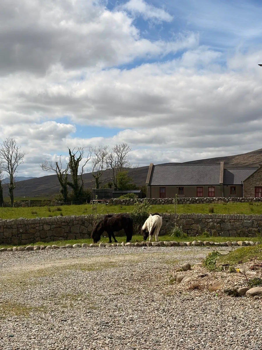 Two Shetland pony colts - Image 4