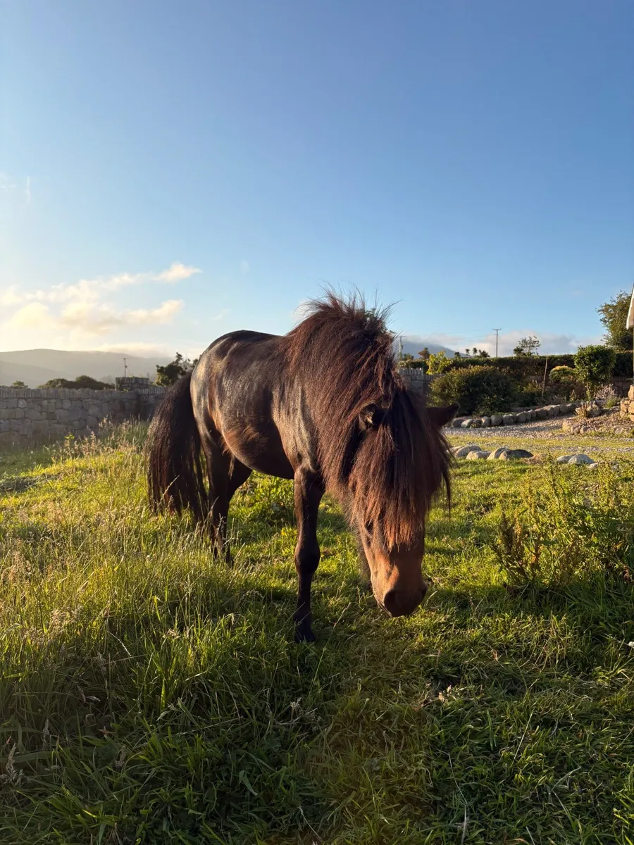 Two Shetland pony colts - Image 2