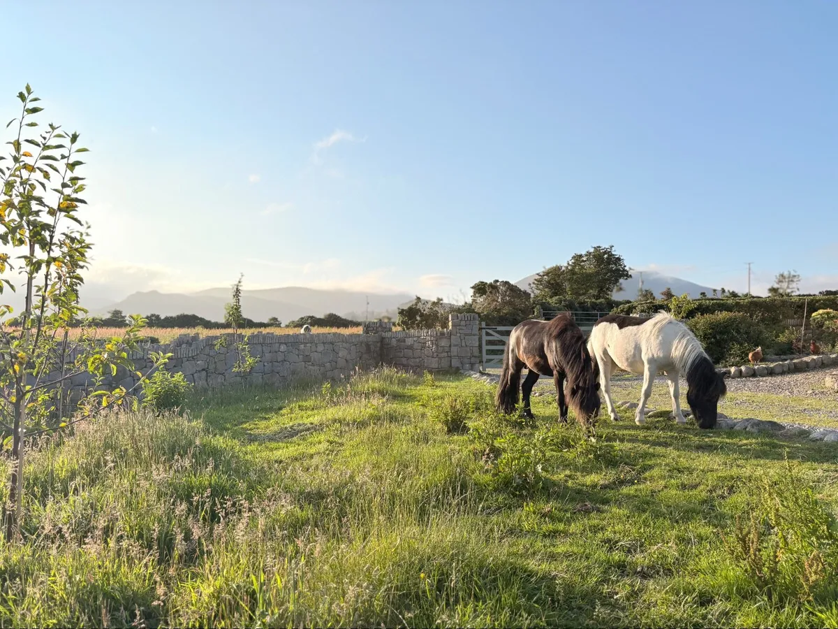 Two Shetland pony colts - Image 3
