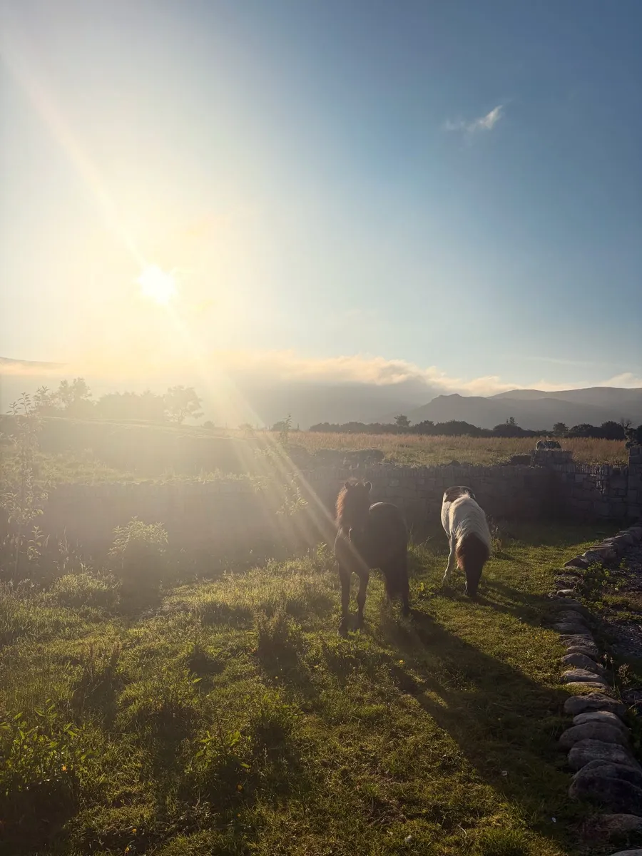 Two Shetland pony colts - Image 1