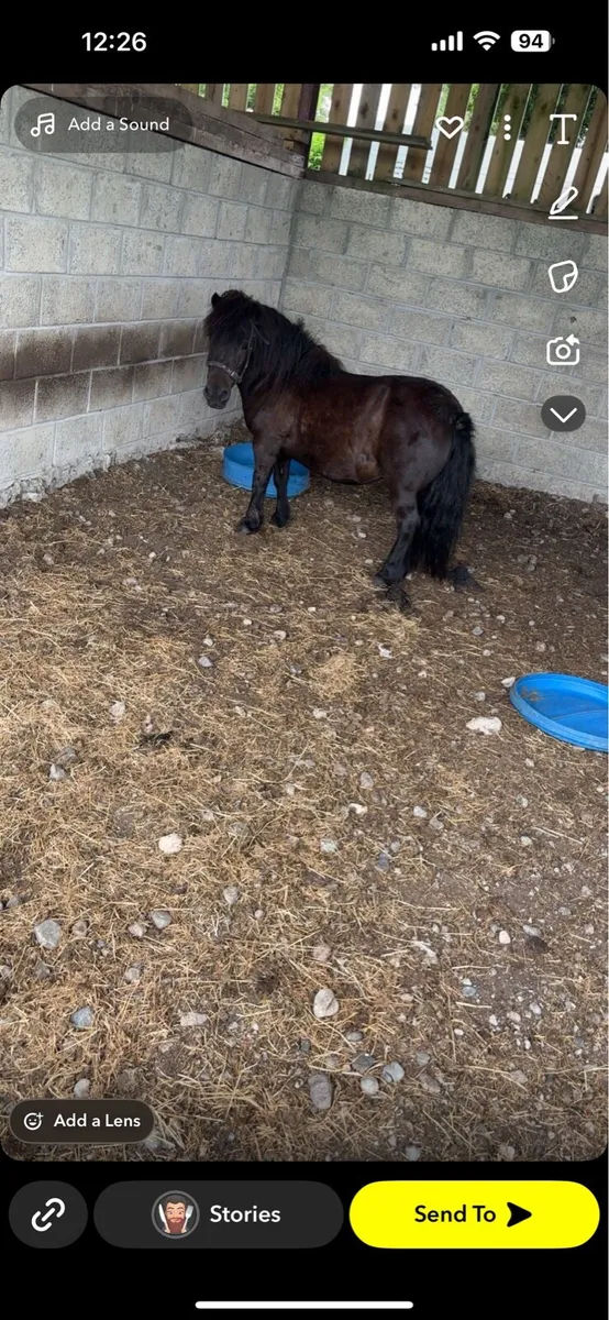 Mares - Image 2