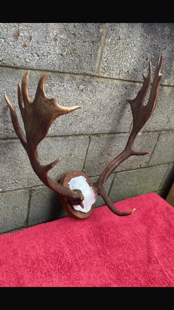 4 Deer mounts on shields - Image 1