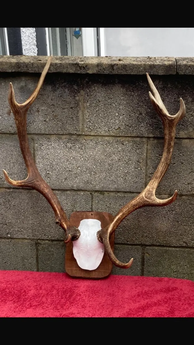 4 Deer mounts on shields - Image 2