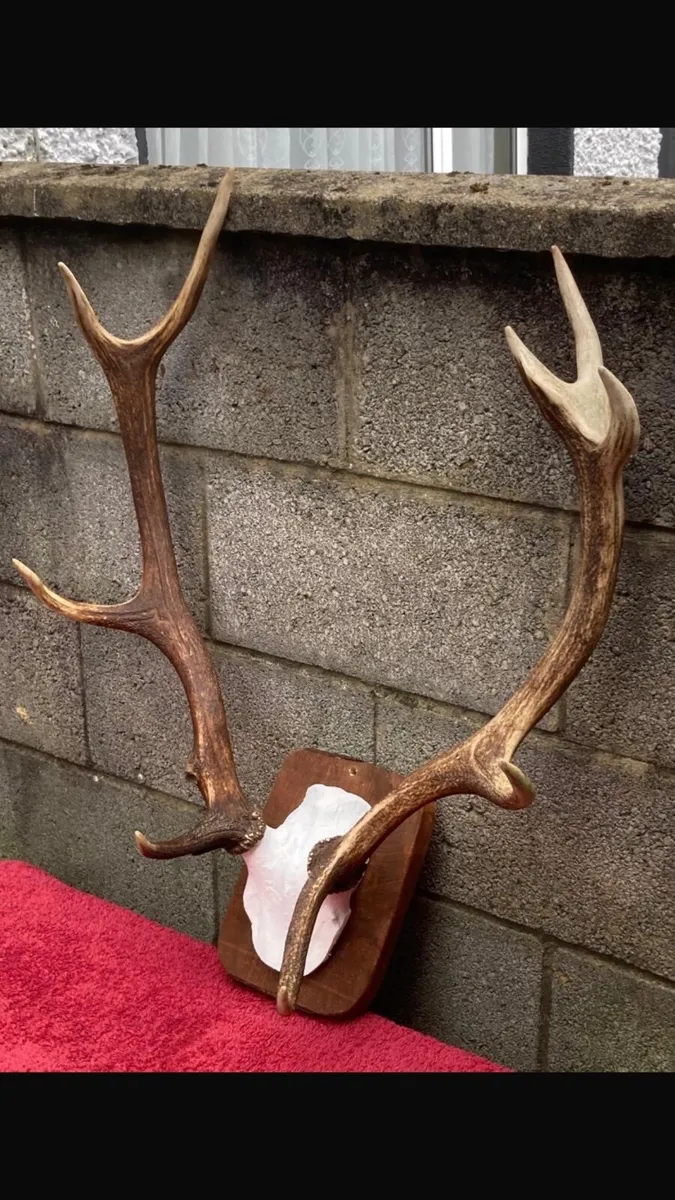 4 Deer mounts on shields - Image 3