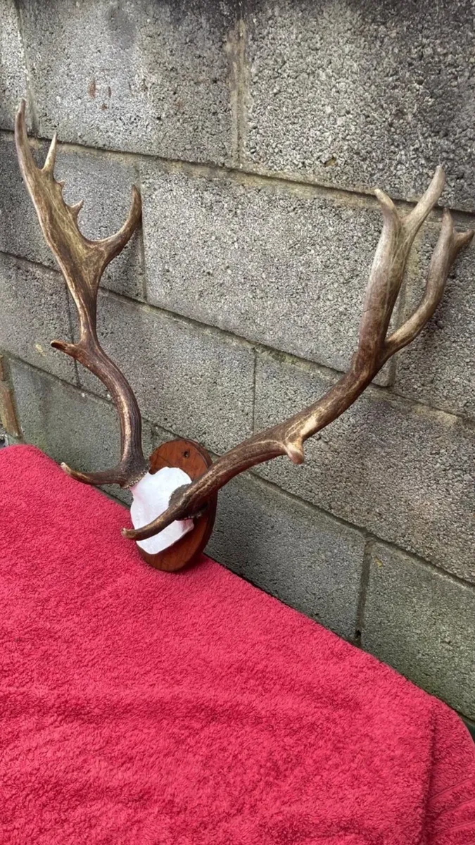 4 Deer mounts on shields - Image 4