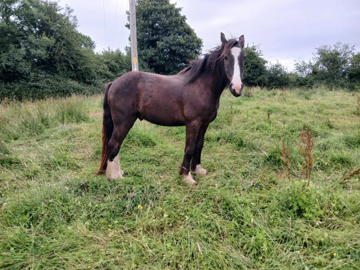 2yr old show cob