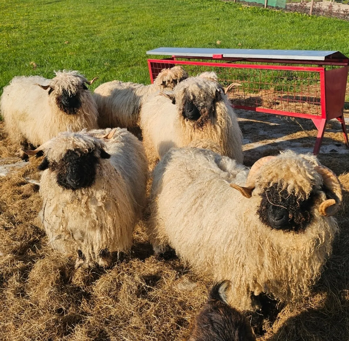 Valais Blacknose Ewes