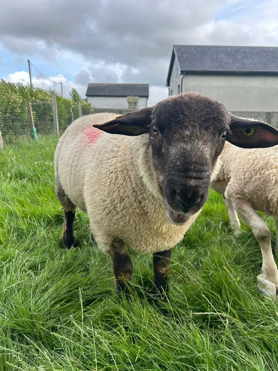 Lamb Ram - Image 1