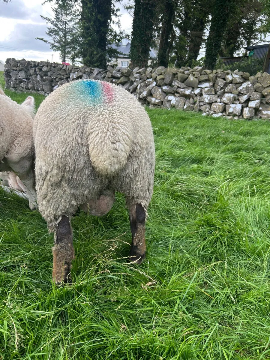 Lamb Ram - Image 2
