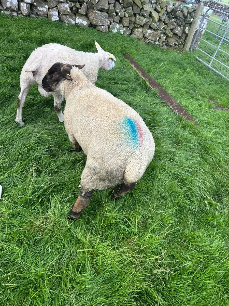 Lamb Ram - Image 3
