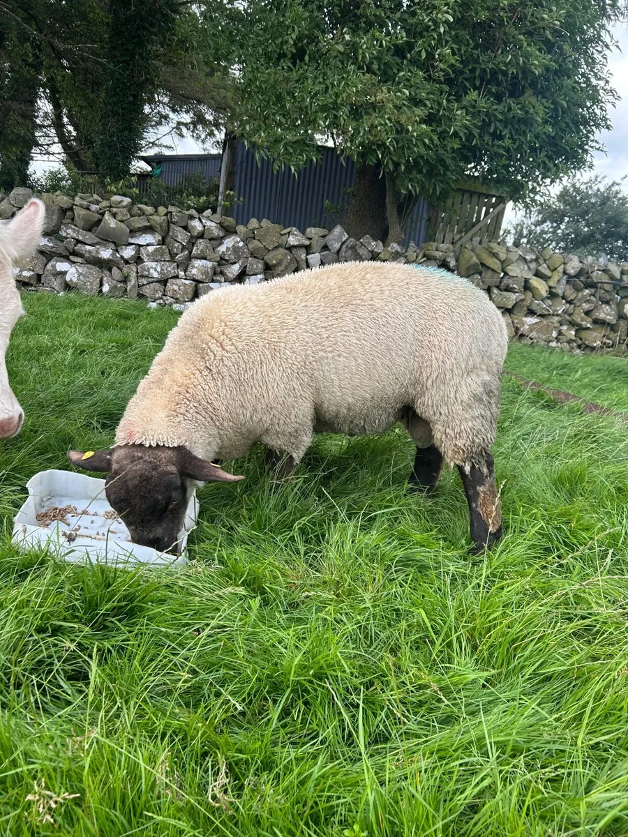 Lamb Ram - Image 4