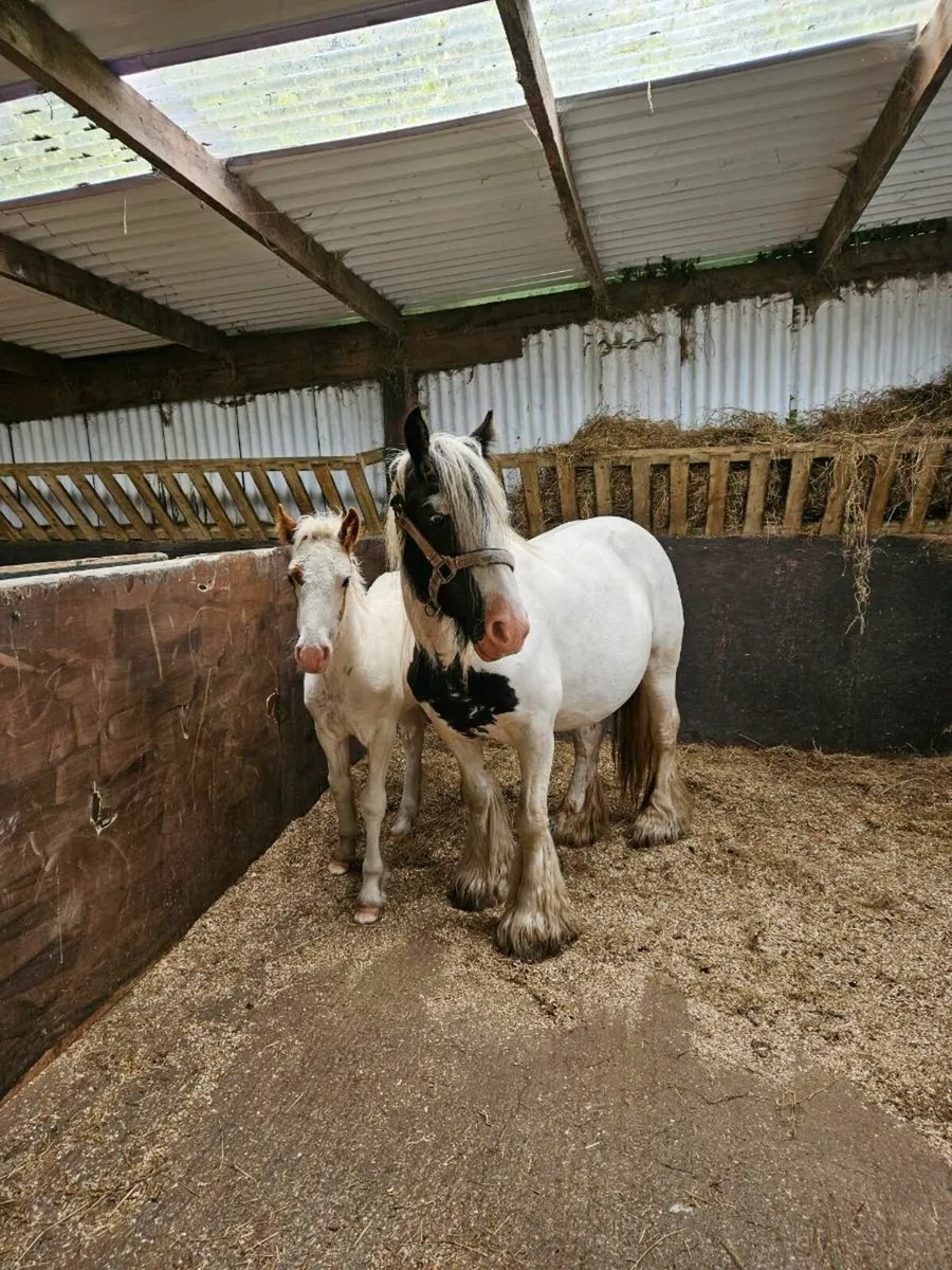 Mare and filly foal - Image 1