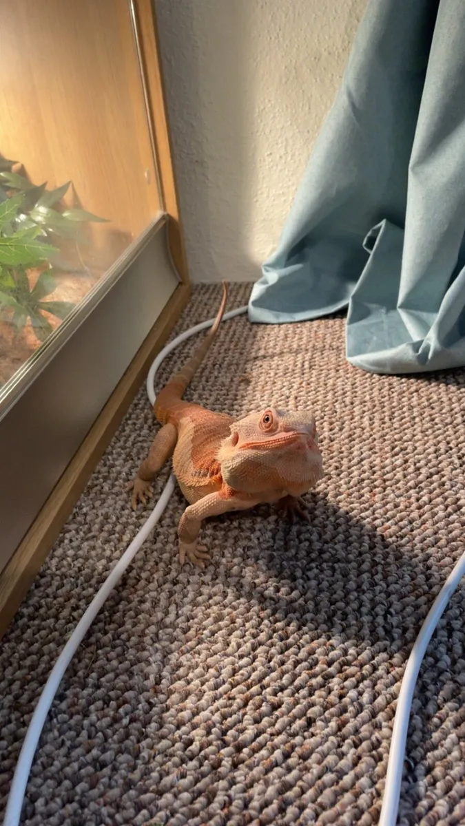 Bearded dragon w enclosure, food and accessories - Image 1