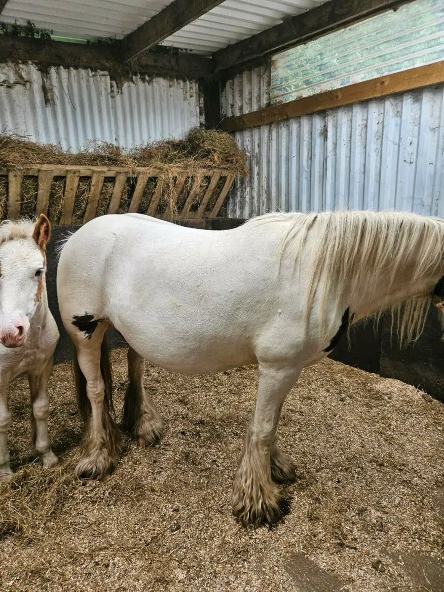 Mare and filly foal - Image 3