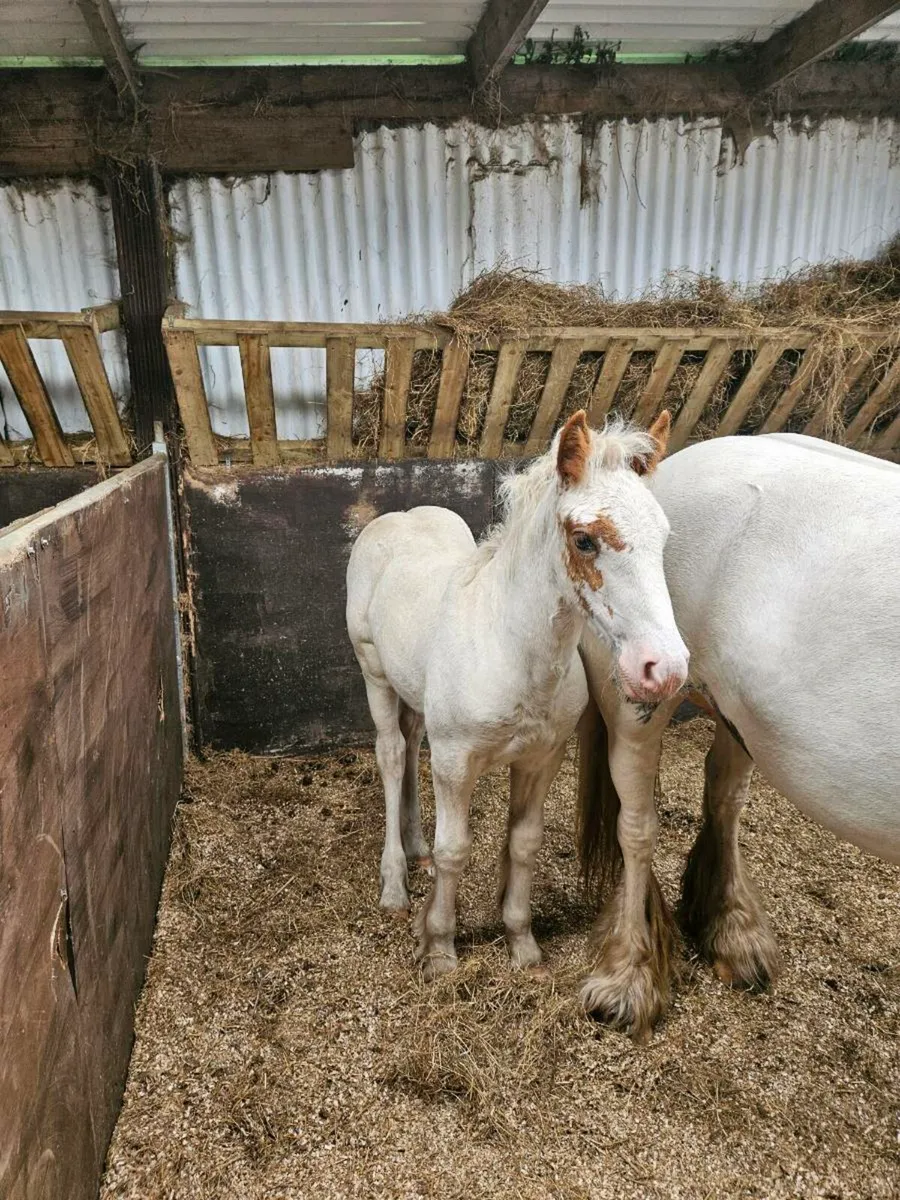 Mare and filly foal - Image 4