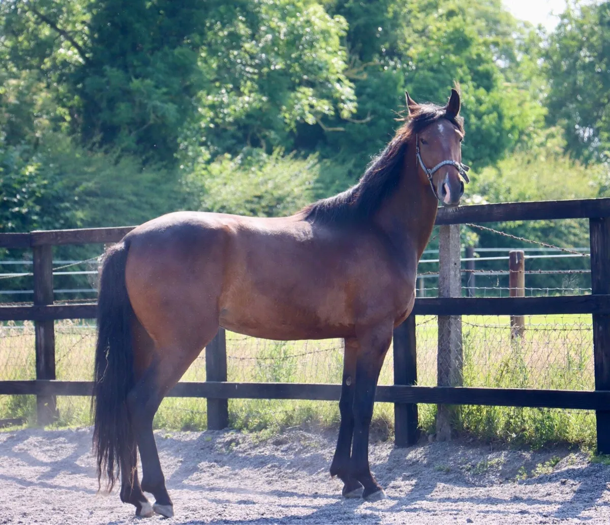 Horse - Image 2