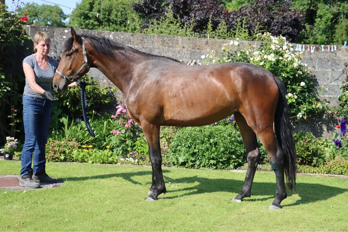 Horse - Image 3