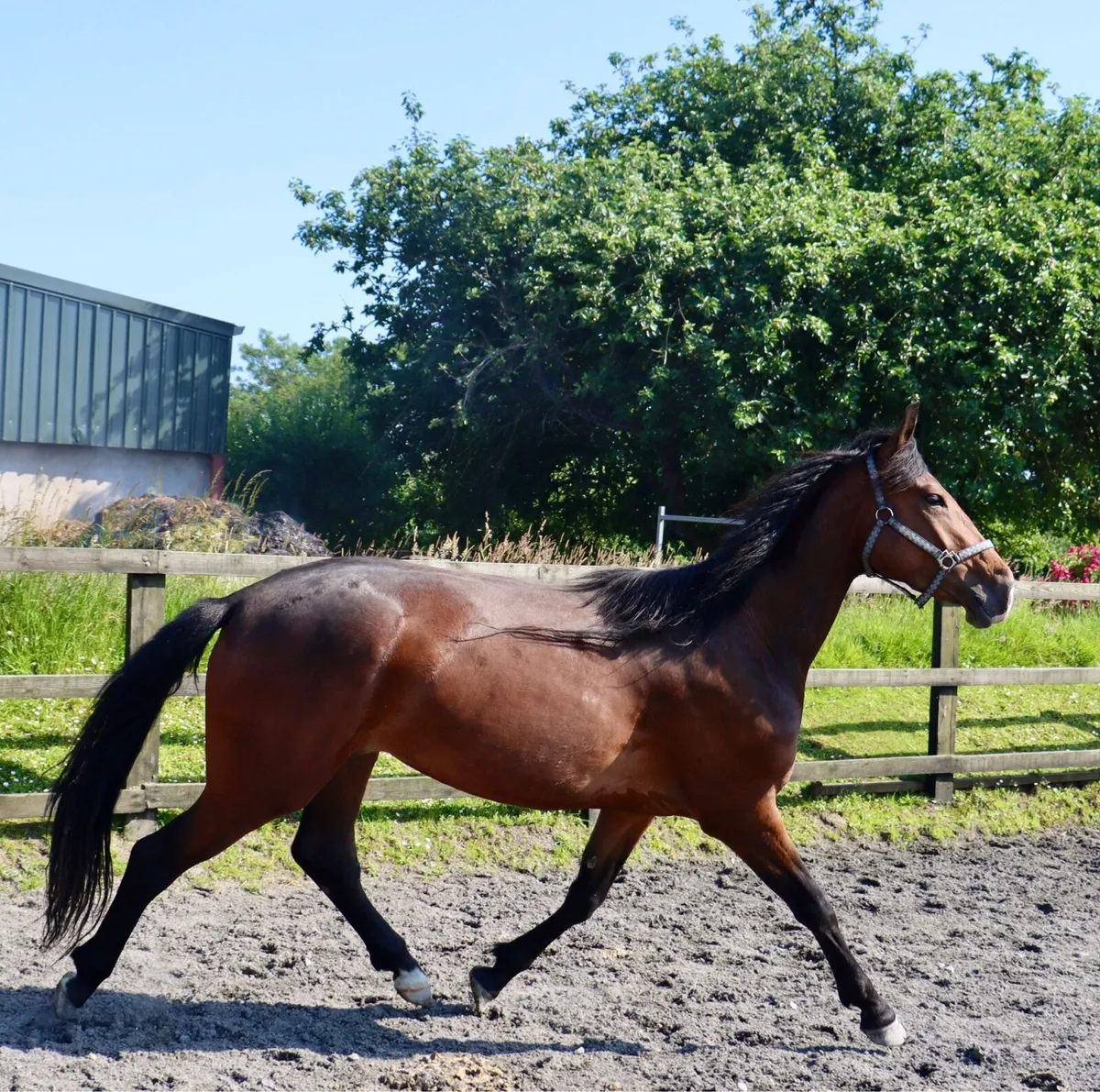 Horse - Image 1