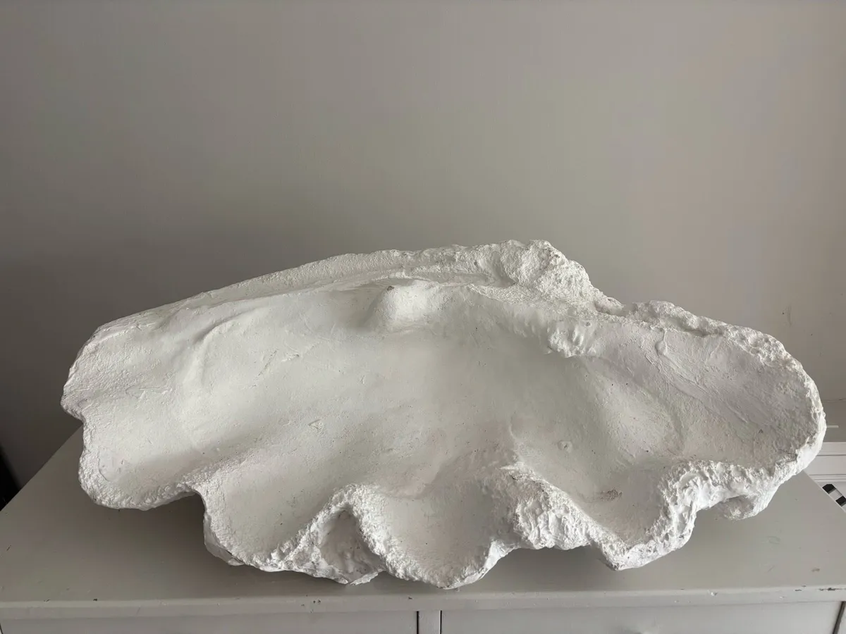 Large white clam shell - Image 2