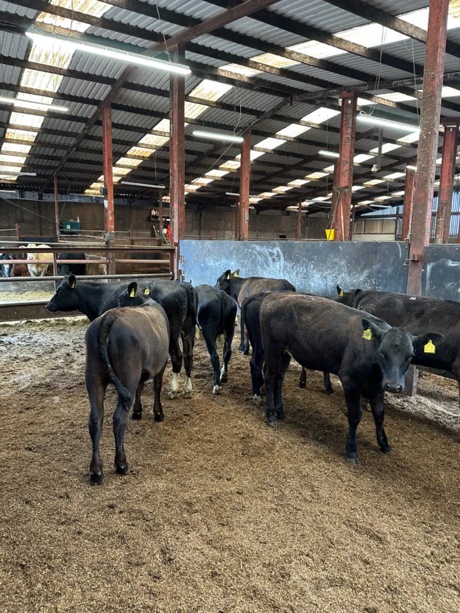 Angus heifers - Image 3