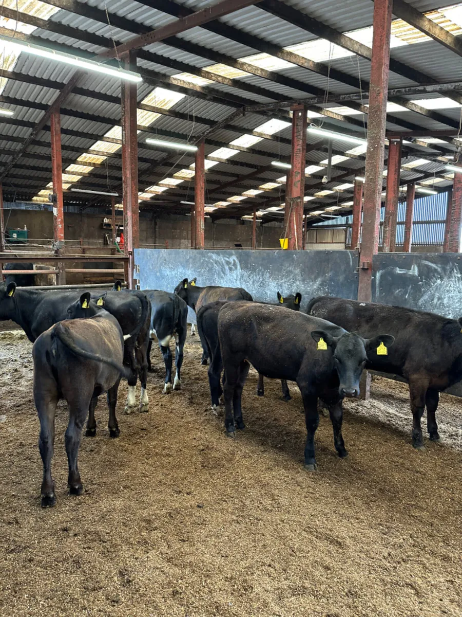 Angus heifers - Image 1