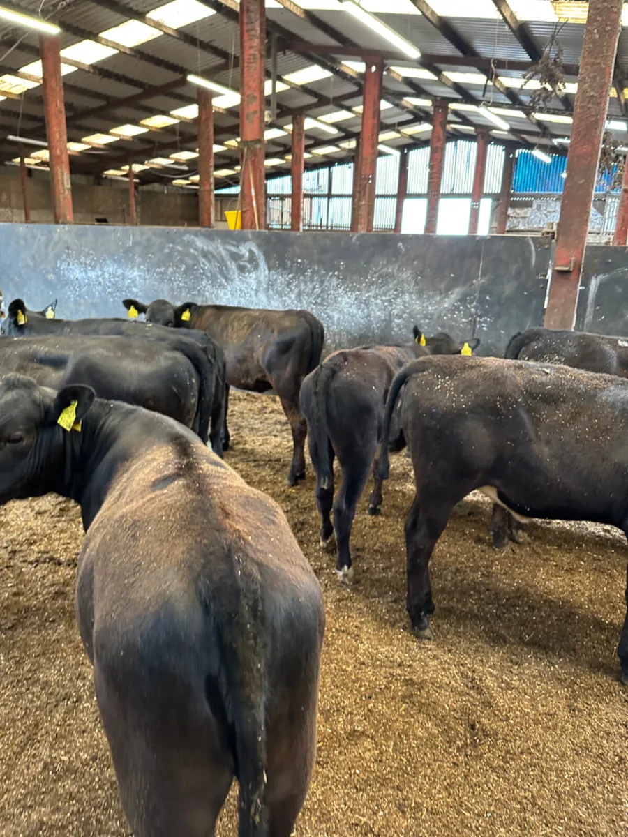 Angus heifers - Image 4