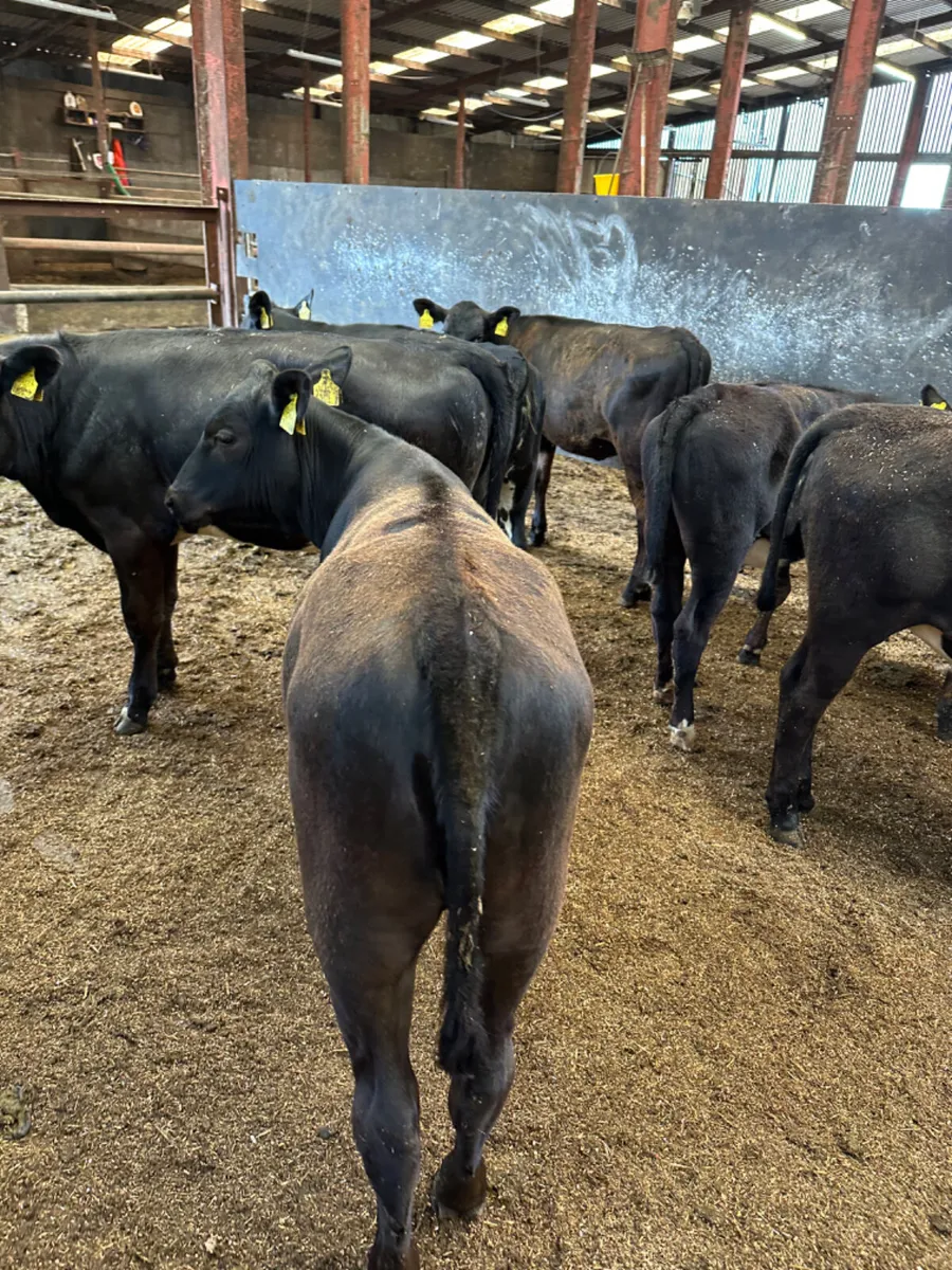 Angus heifers - Image 2