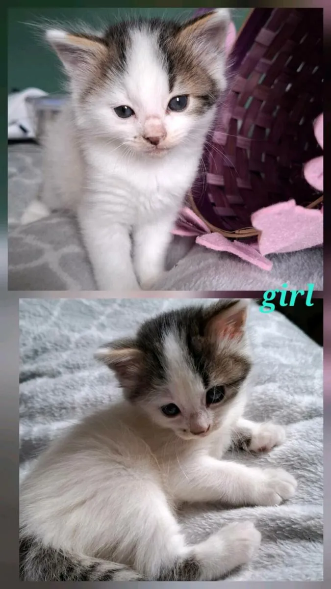Kittens - Image 1