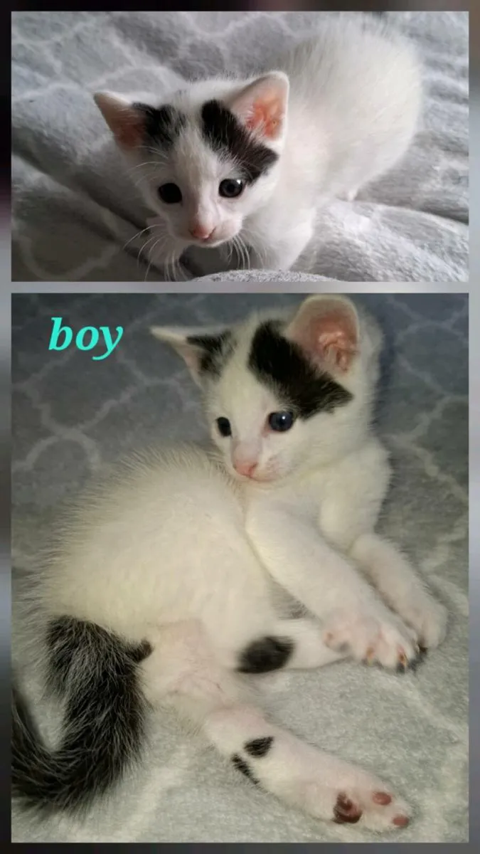 Kittens - Image 2