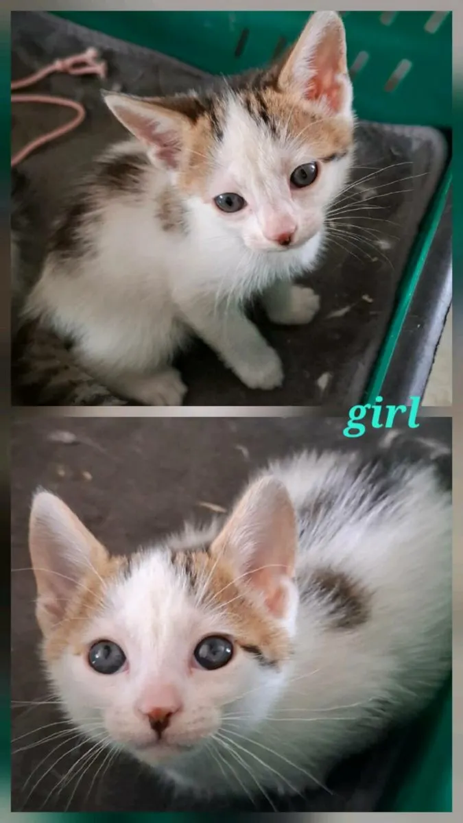 Kittens - Image 3