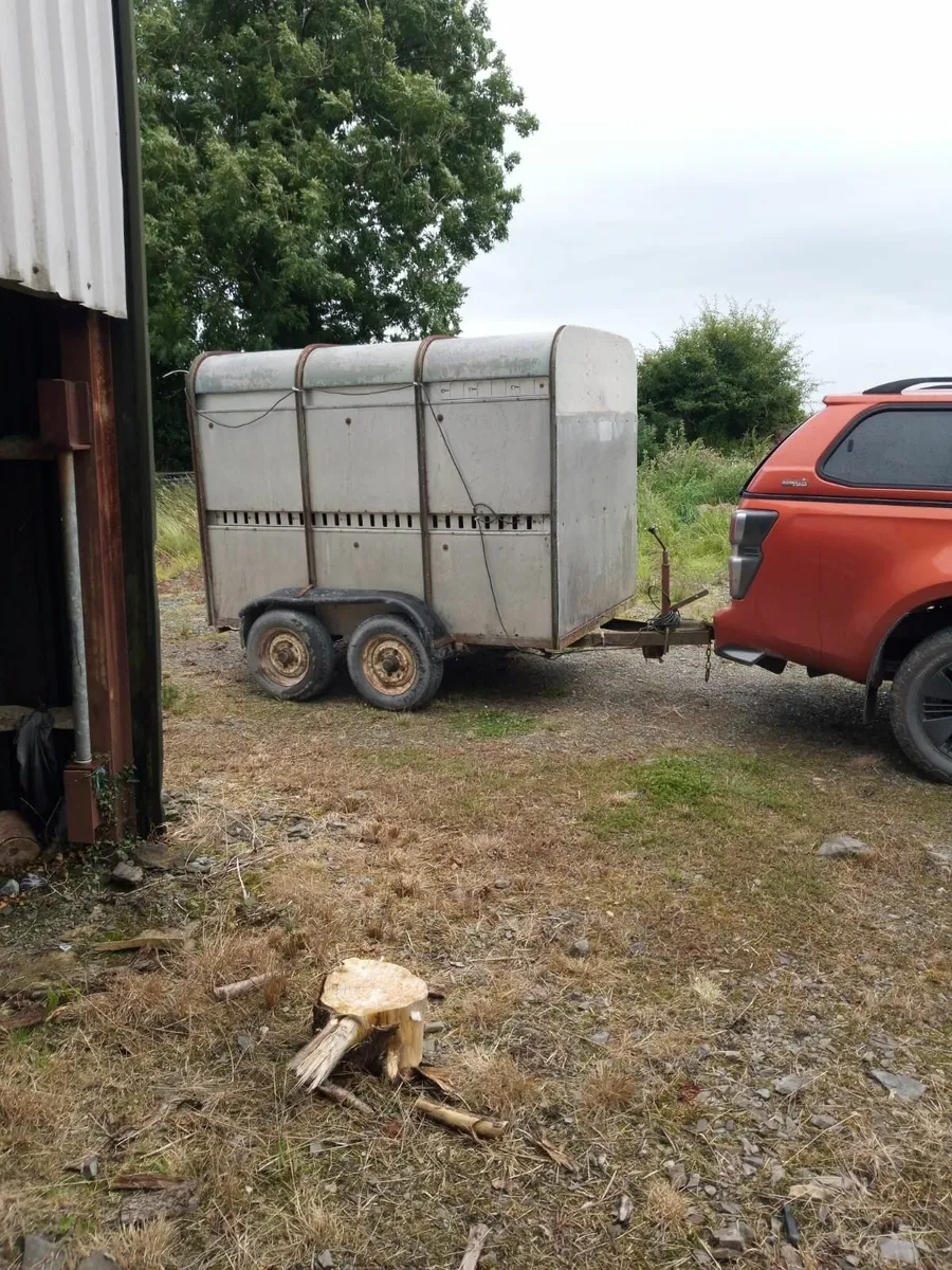 8x5 original Ifor Williams cattle trailer - Image 2