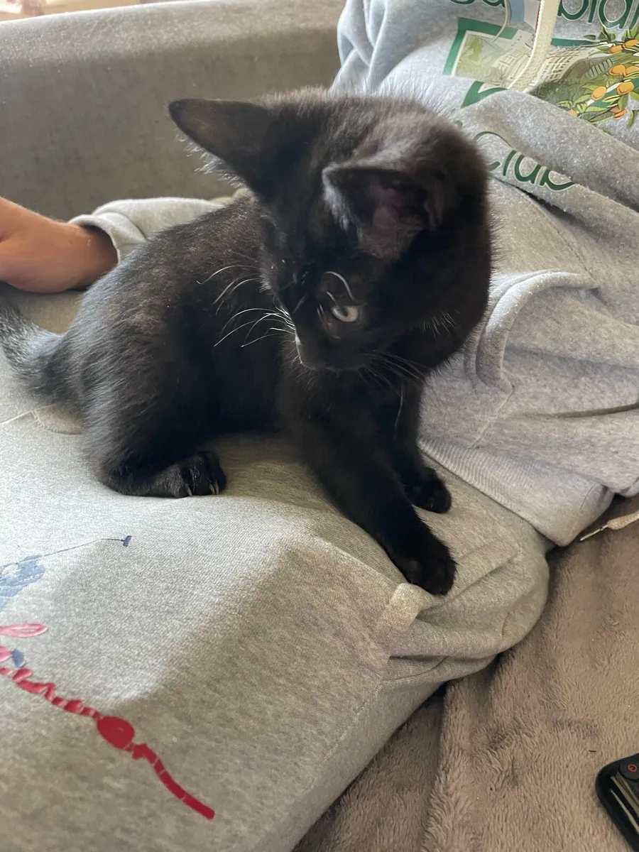 Kittens - Image 3