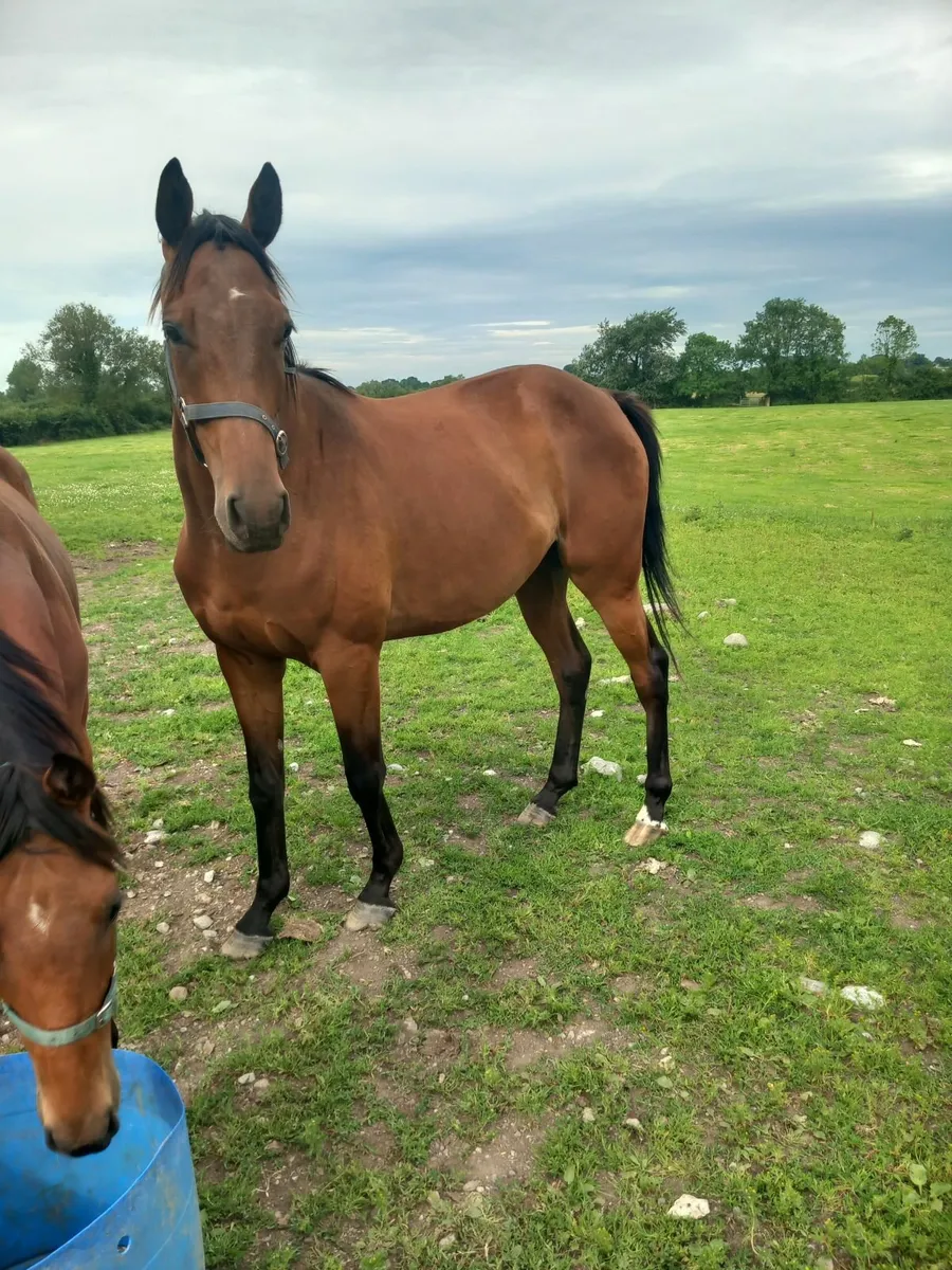 thoroughbred horse [unbroken] - Image 1