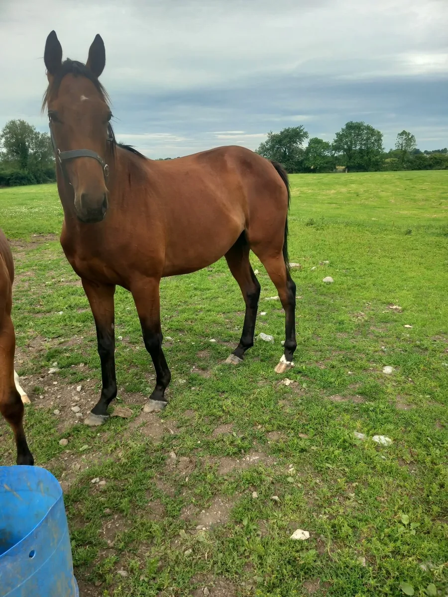 thoroughbred horse [unbroken] - Image 2