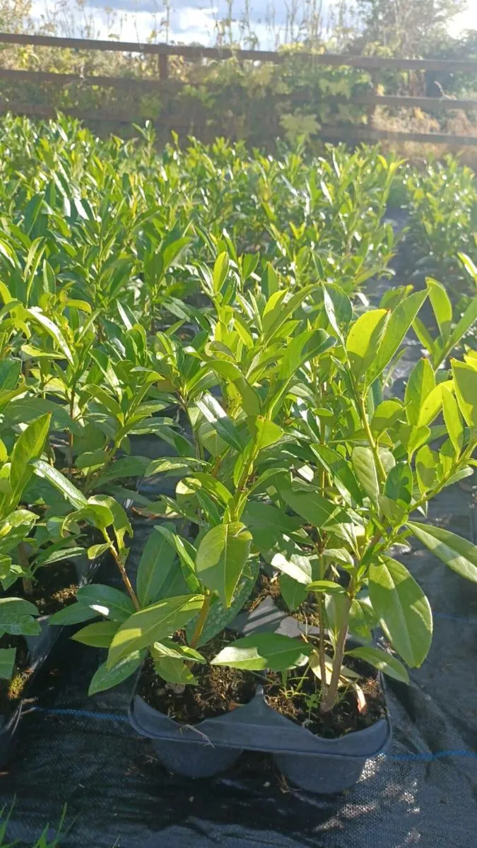 Hedging - Image 4