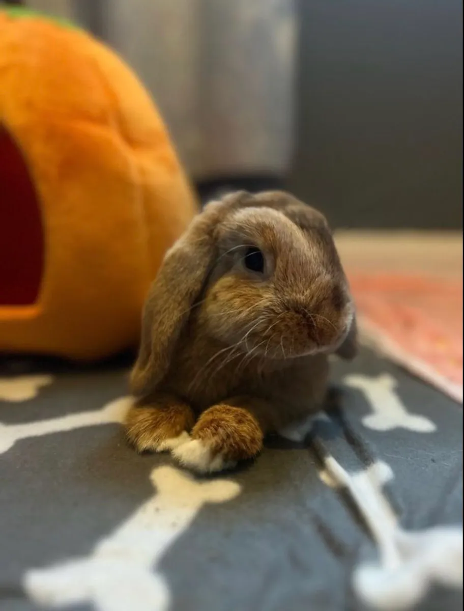 Beautiful 8 month old rabbit - Image 1