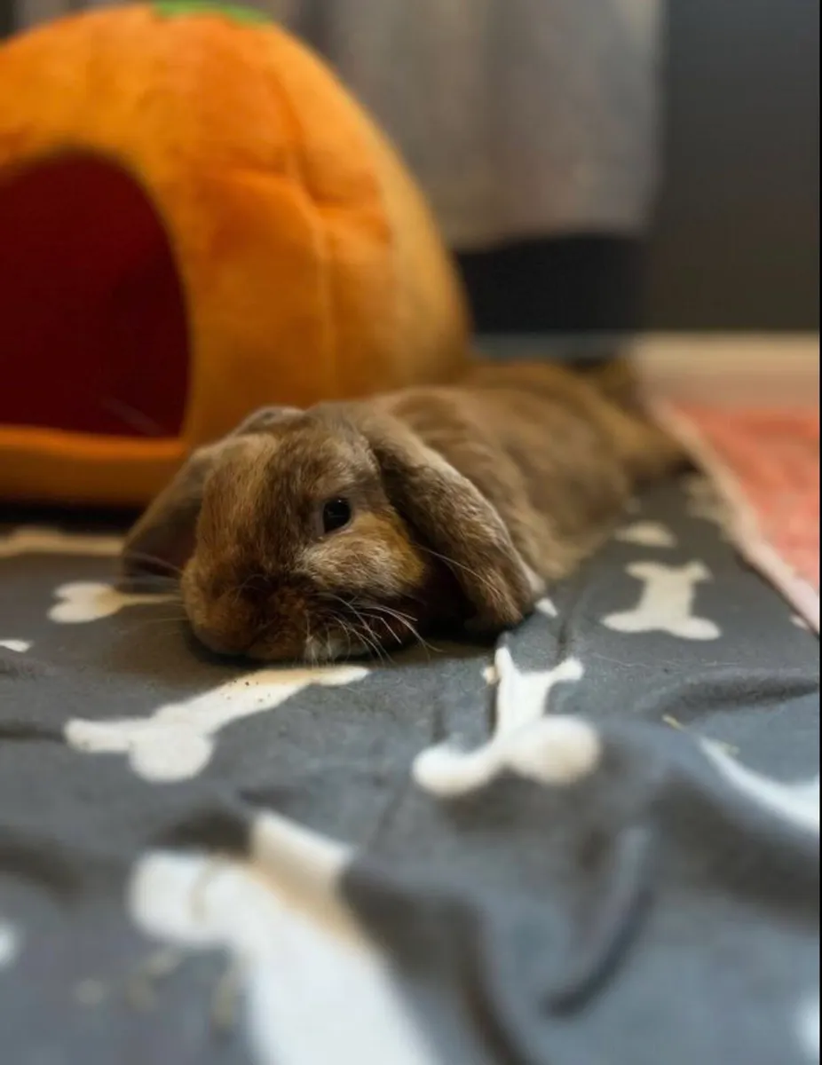 Beautiful 8 month old rabbit - Image 2
