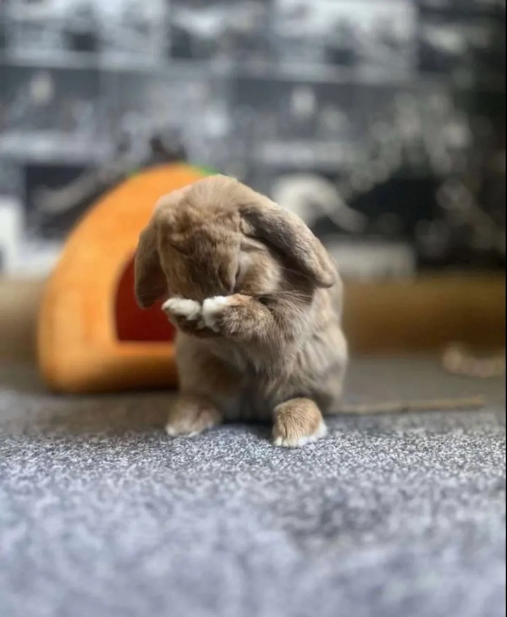 Beautiful 8 month old rabbit - Image 3