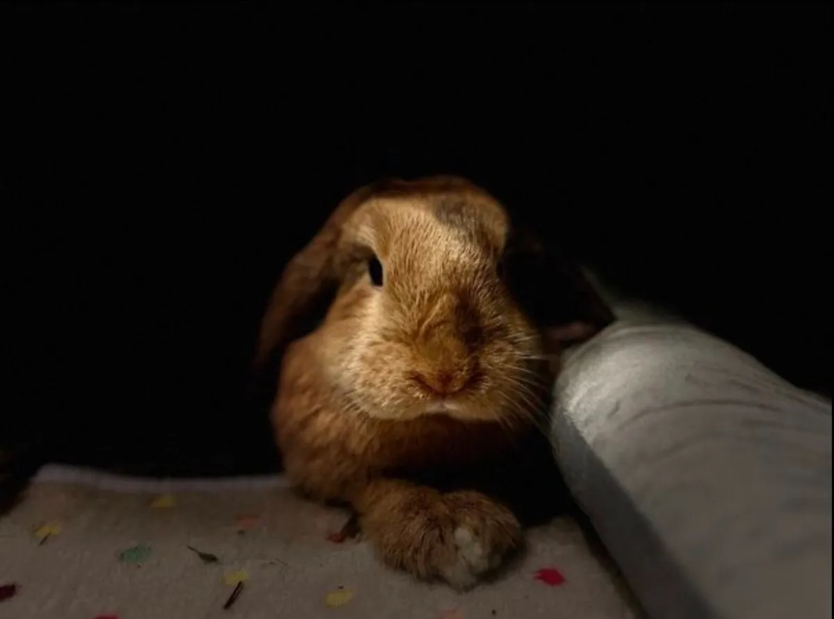 Beautiful 8 month old rabbit - Image 4