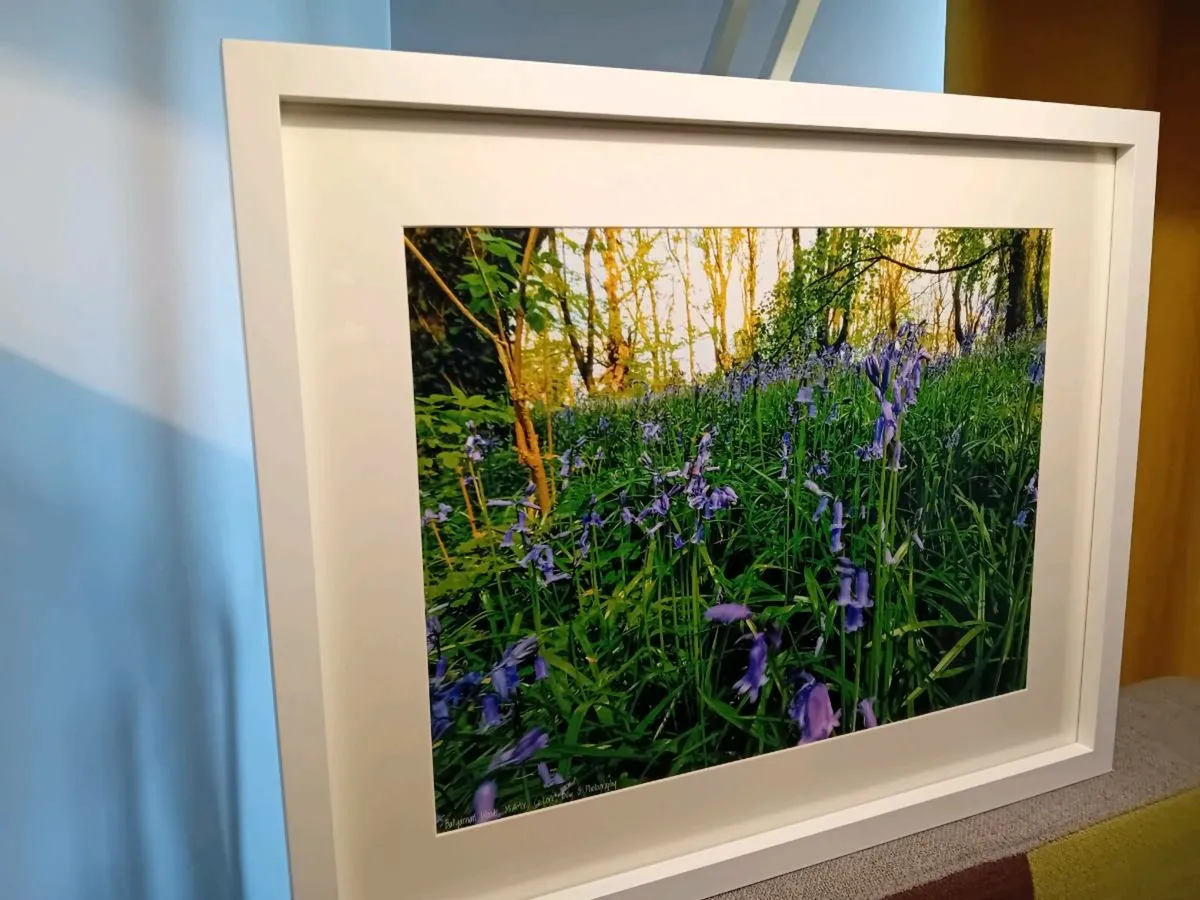 Ballyannon Woods, Midleton - Image 3