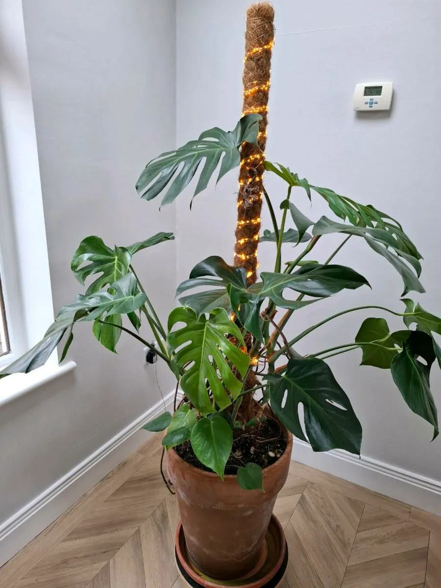 Large Monstera Deliciosa House plant - Image 1