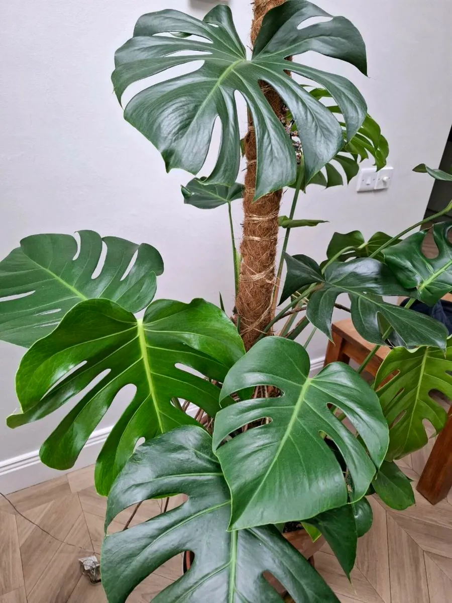 Large Monstera Deliciosa House plant - Image 2