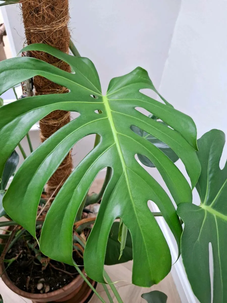 Large Monstera Deliciosa House plant - Image 3