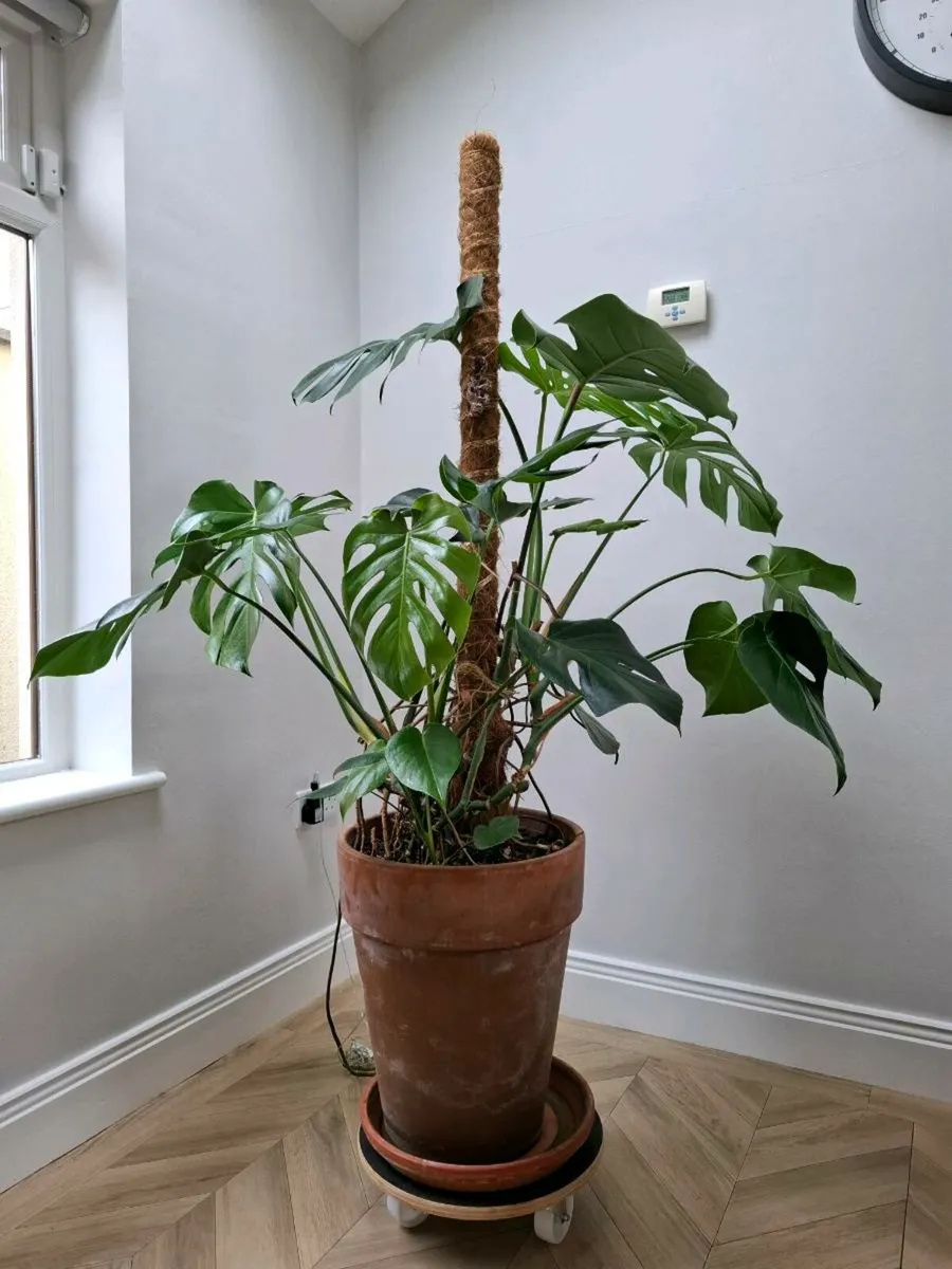Large Monstera Deliciosa House plant - Image 4
