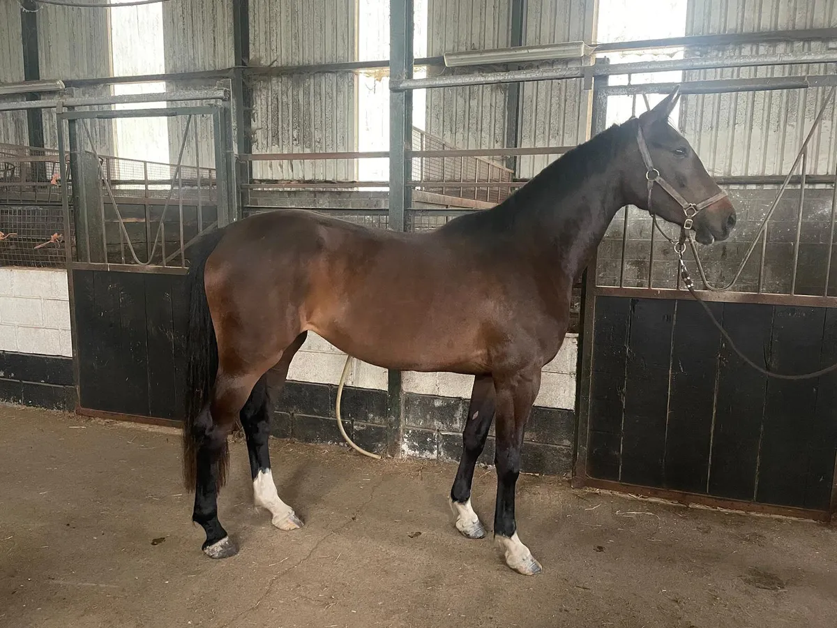 3 Year Old Bay Filly by Castlefield Kingston - Image 1