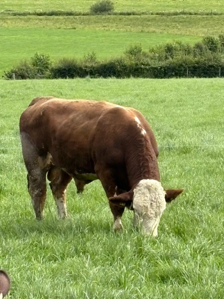 Fleckvieh Bull - Image 1