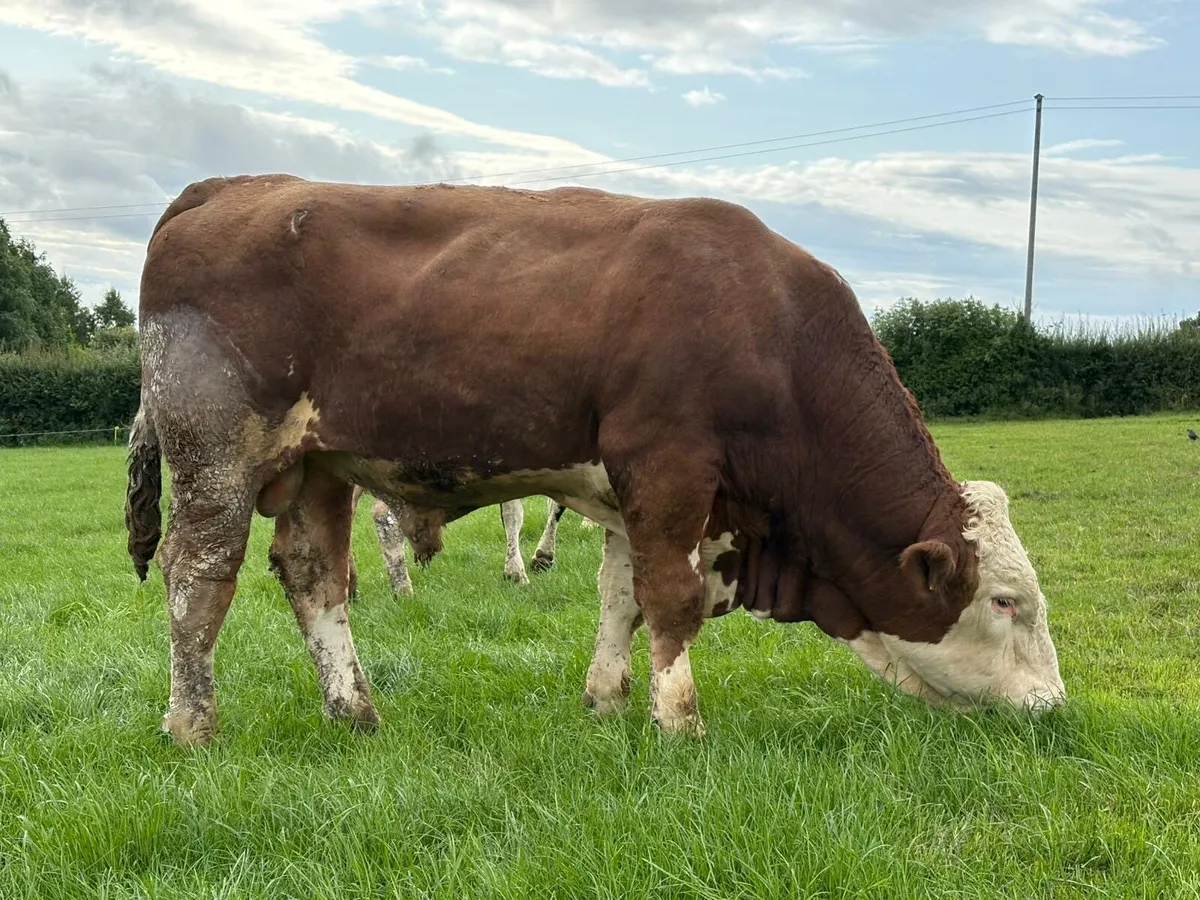 Fleckvieh Bull - Image 2