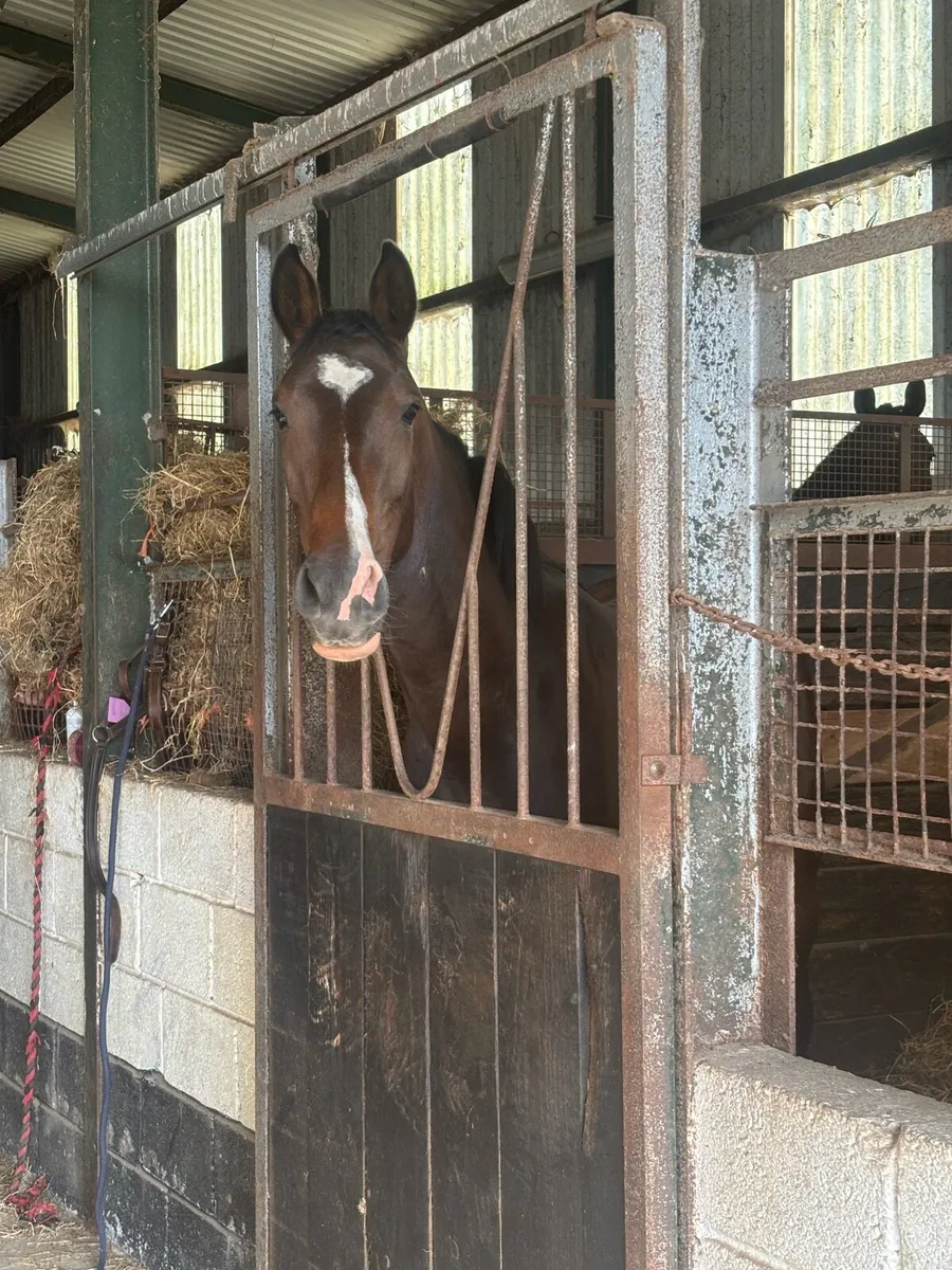 3 Year Old Bay Filly by Castlefield Kingston - Image 2