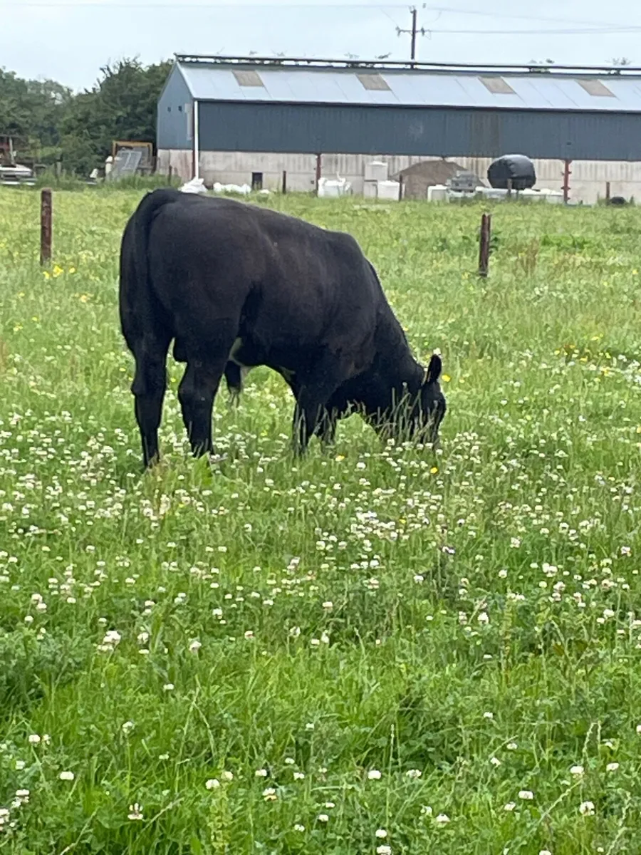 Weanling Bull Calf - Image 2