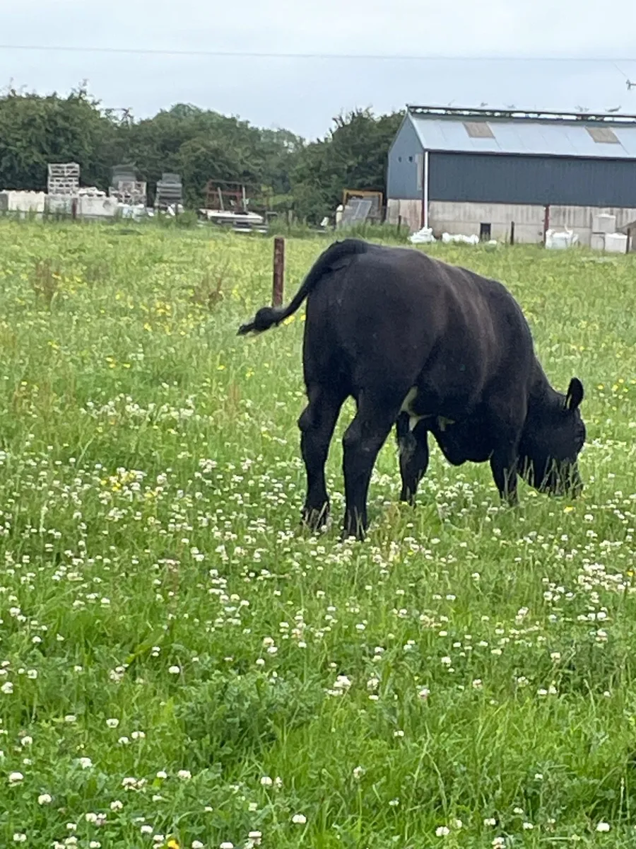Weanling Bull Calf - Image 3